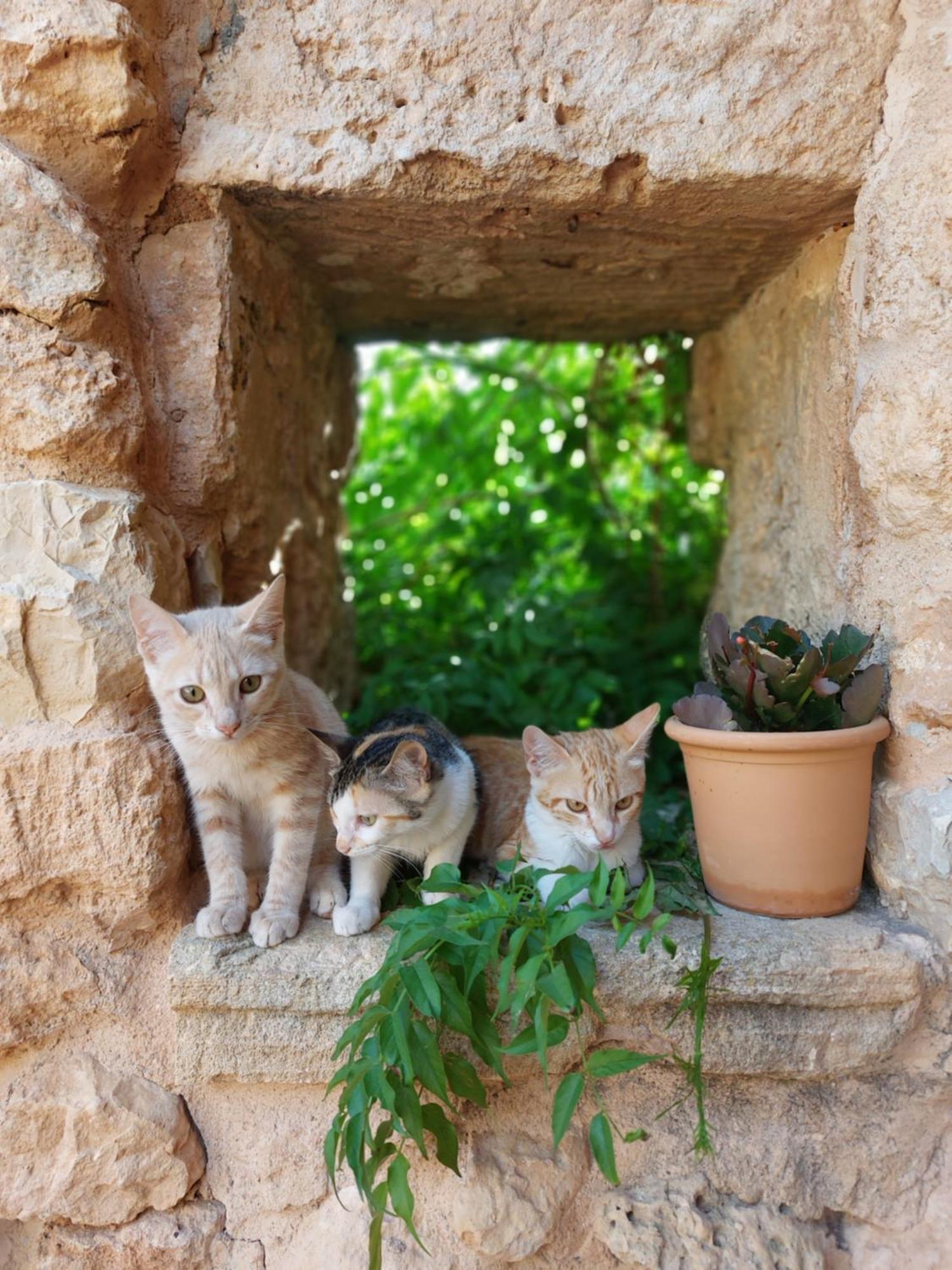 Finca Sa Cova Vella Manacor  Luaran gambar