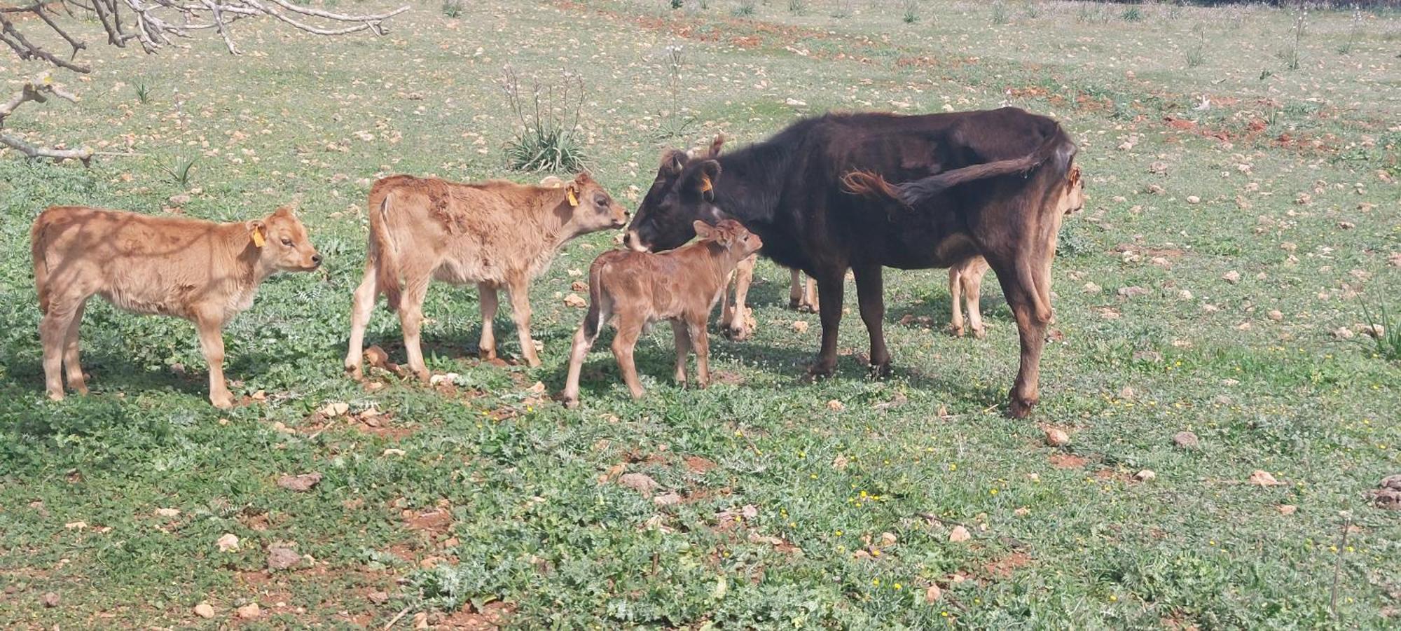 Finca Sa Cova Vella Manacor  Luaran gambar